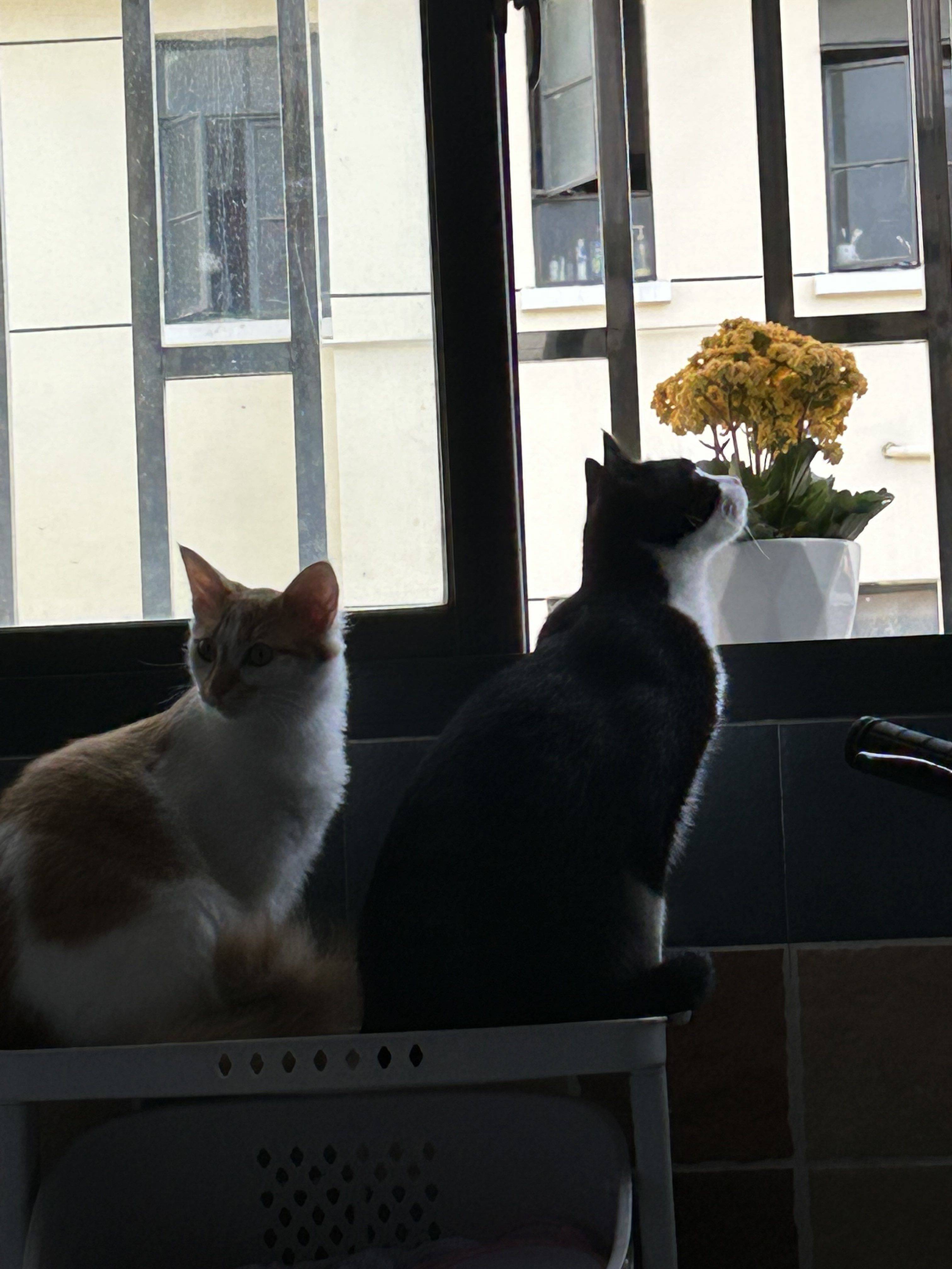 QQ