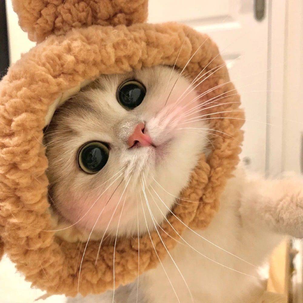 筱筱