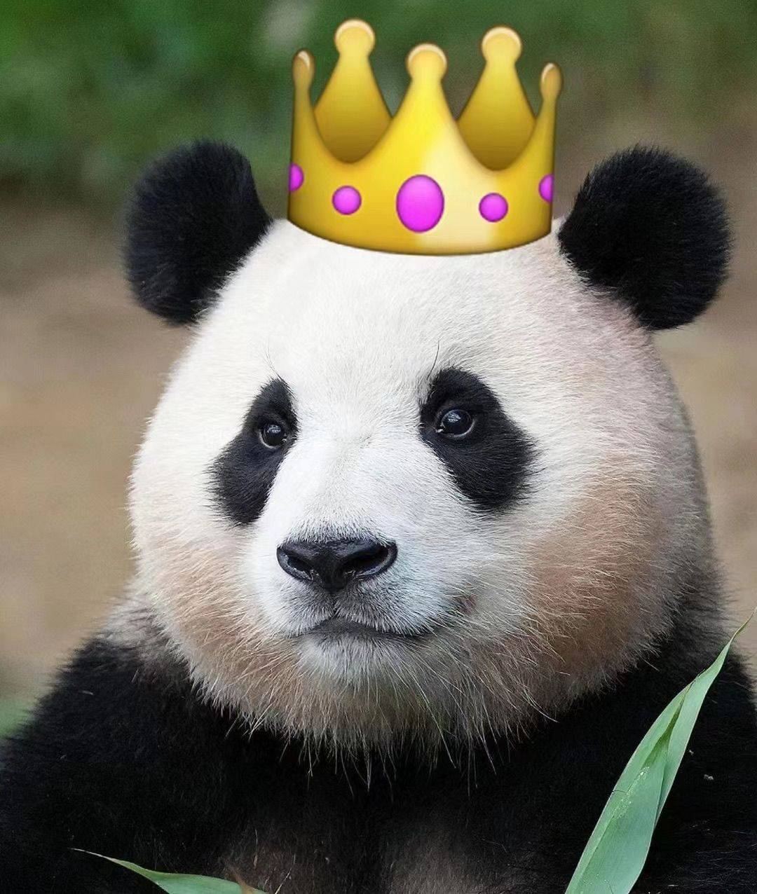 安琪拉贝贝