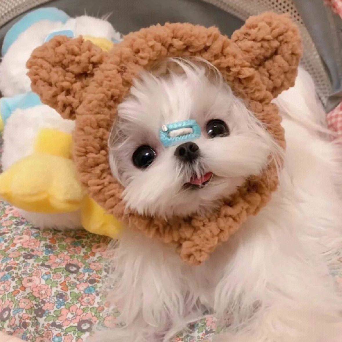 哈哈