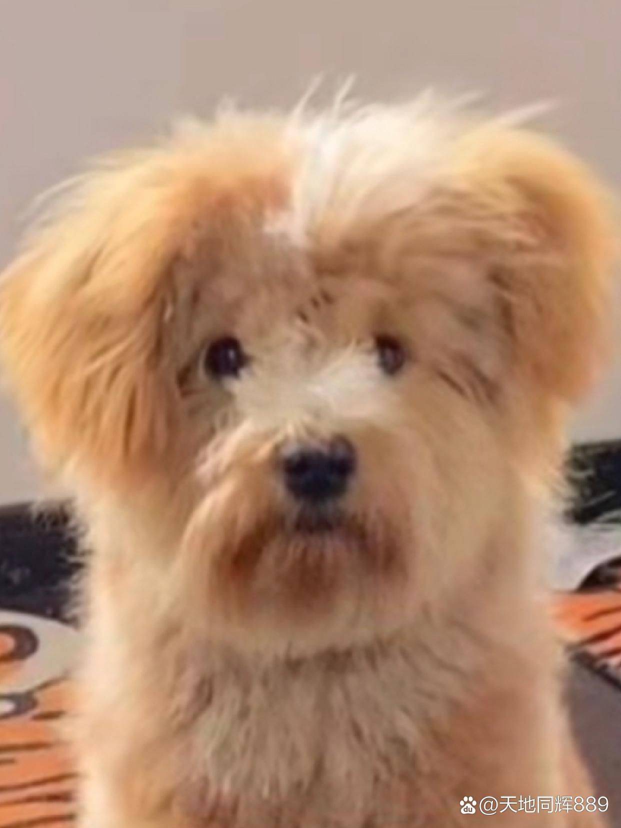 李思静