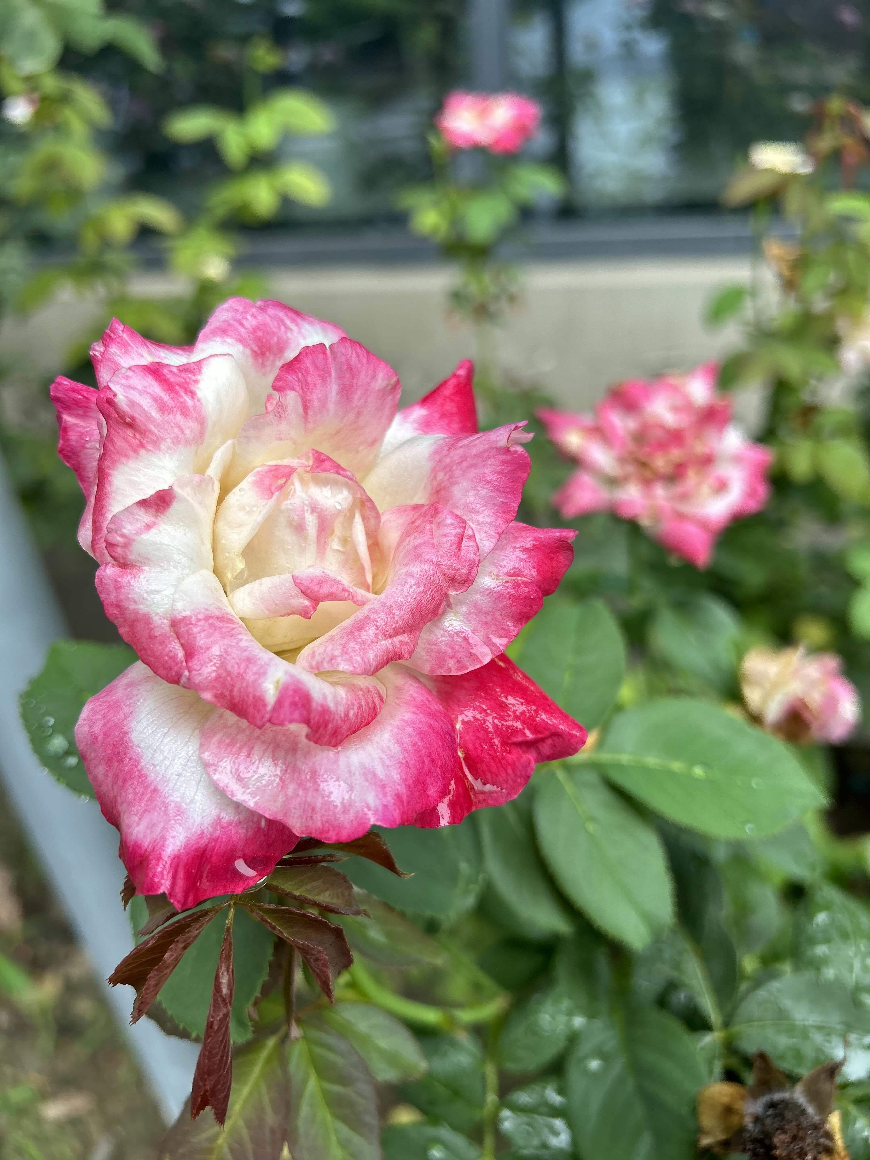 瘦的不明显的娇娇