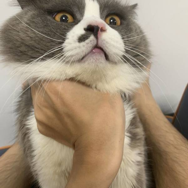 王
