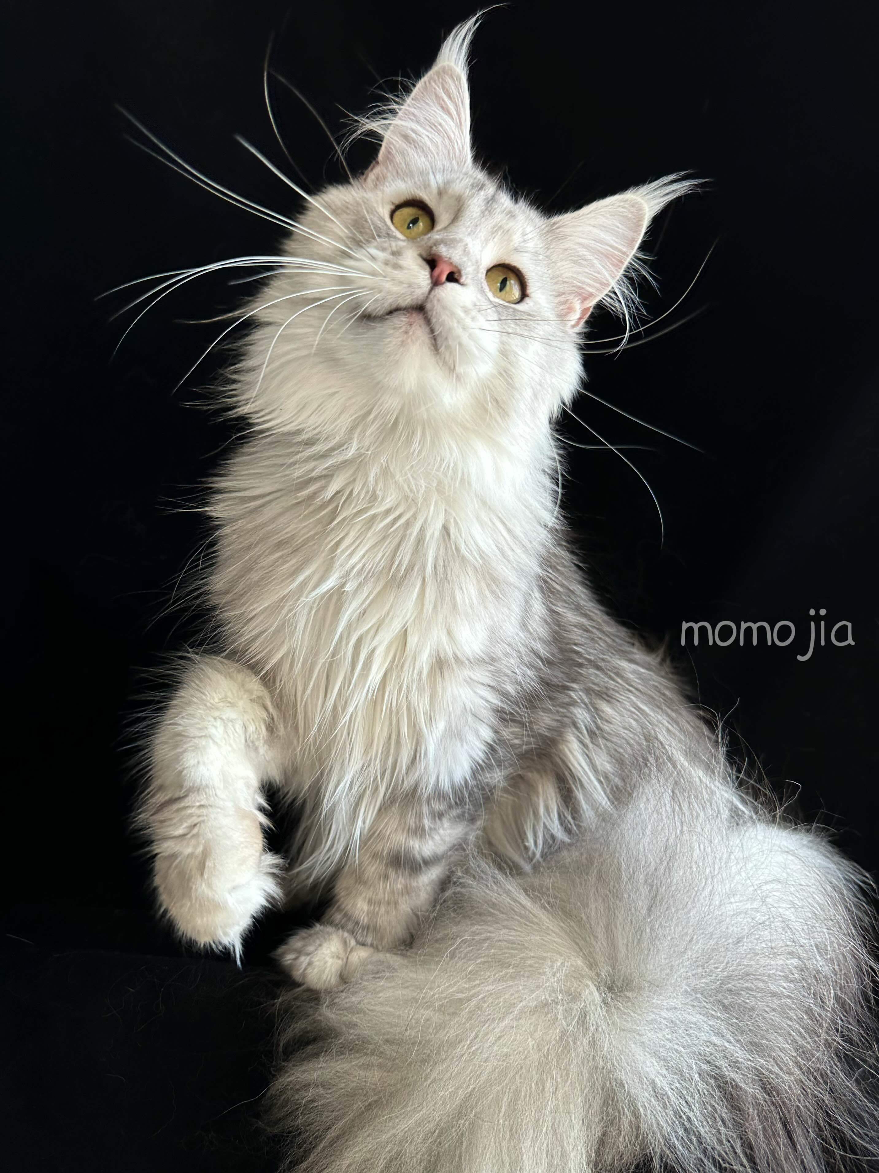 默默家缅因猫