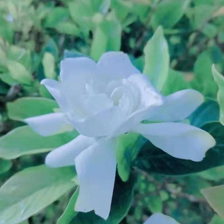 黄
