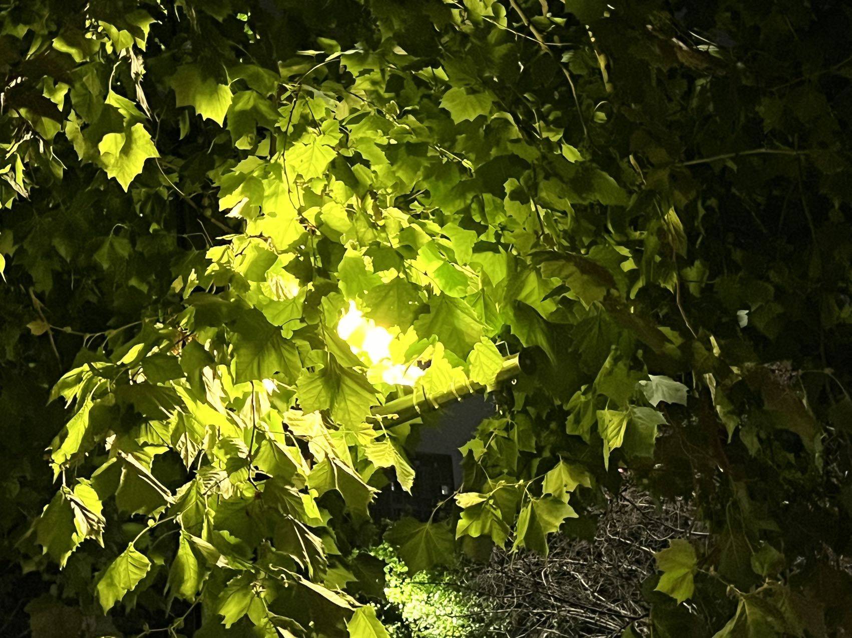 马树阳