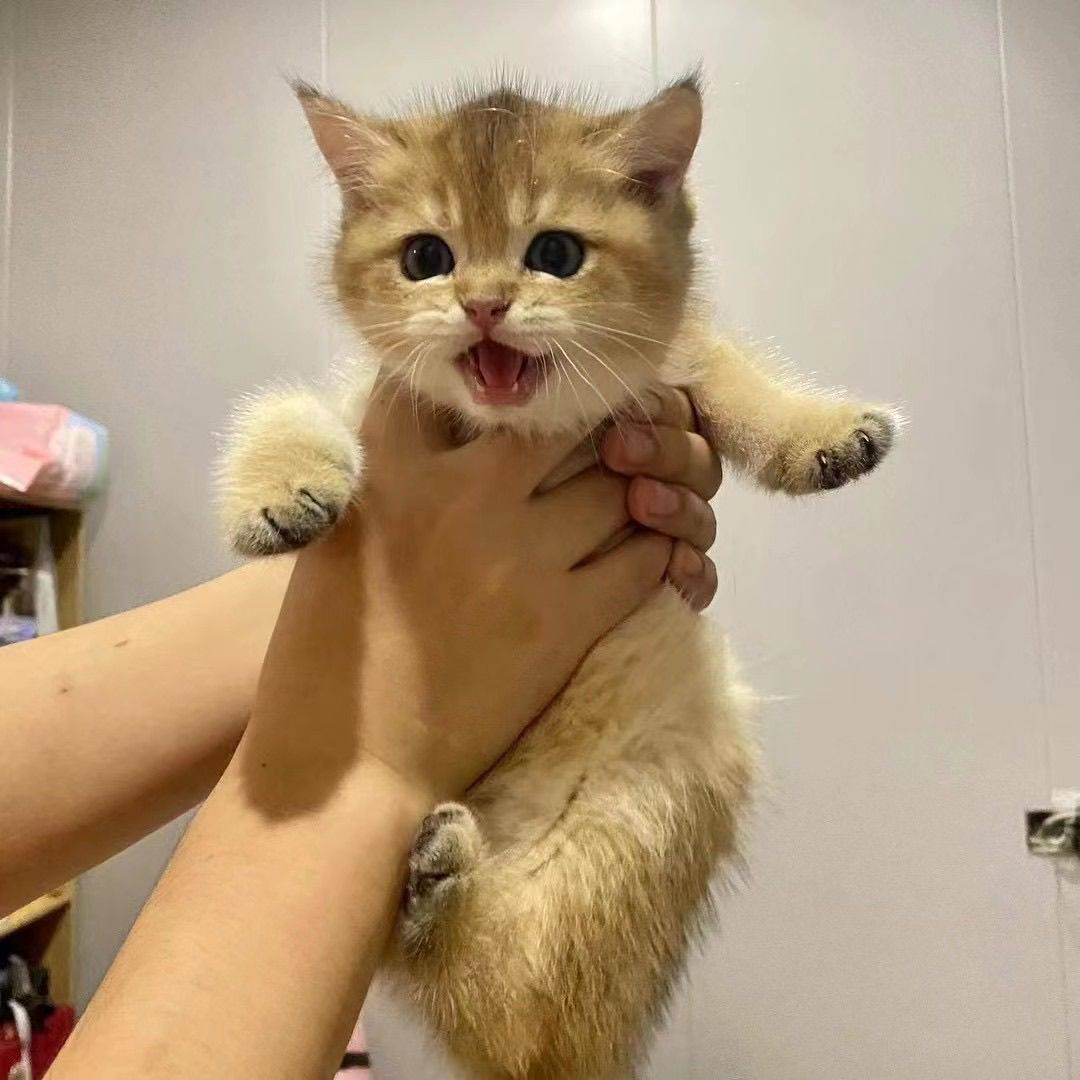 陈9