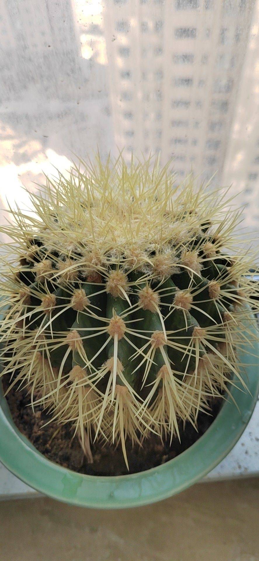 金虎