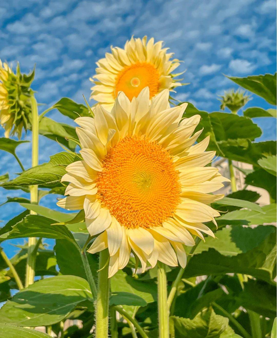 西月