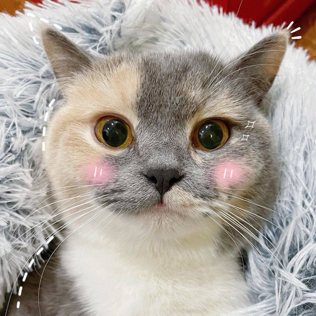 杨