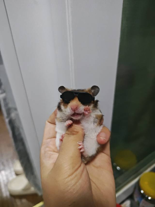 达达小米粒