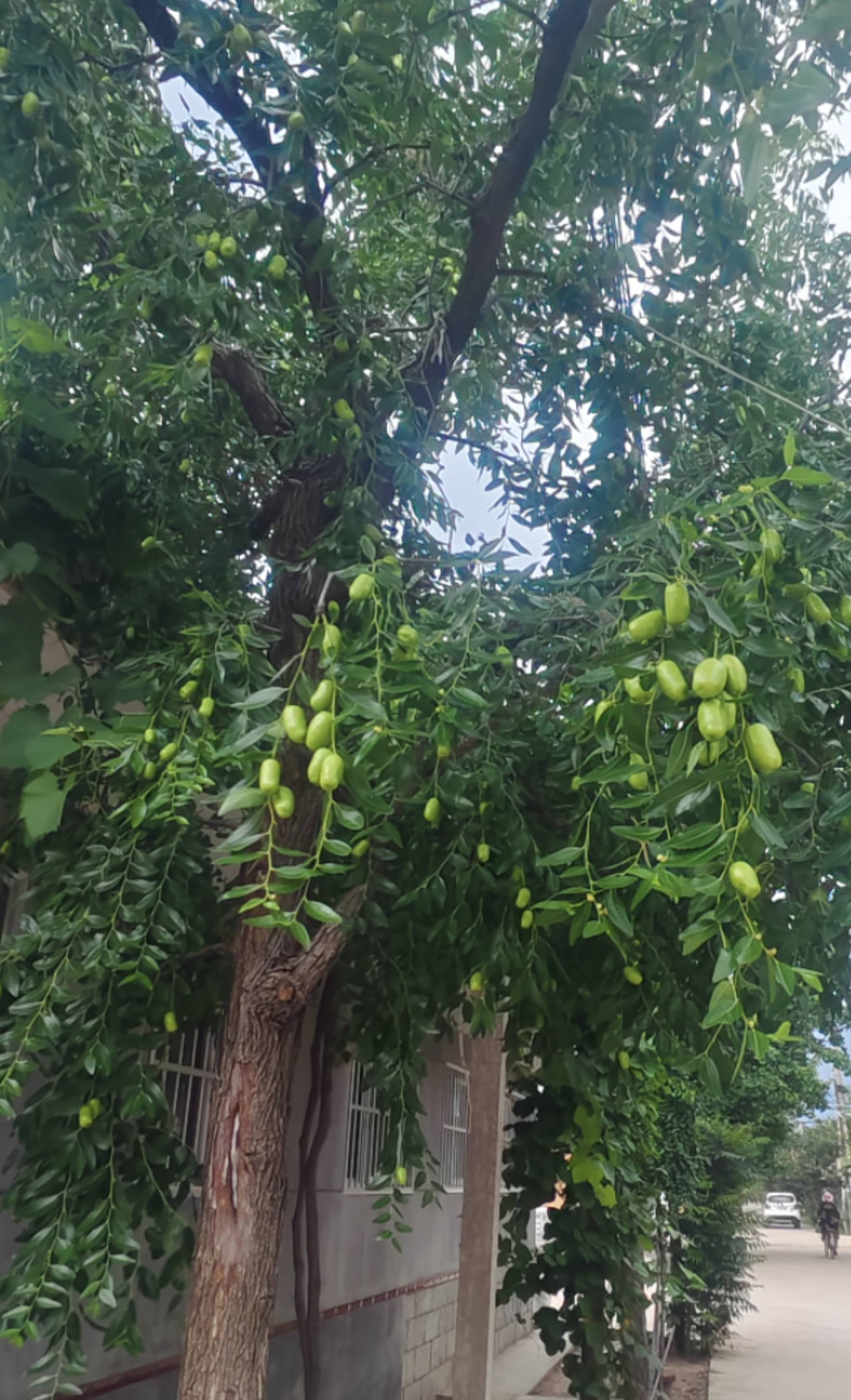 花瓣雨