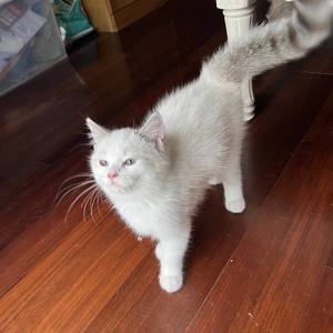 贾先生