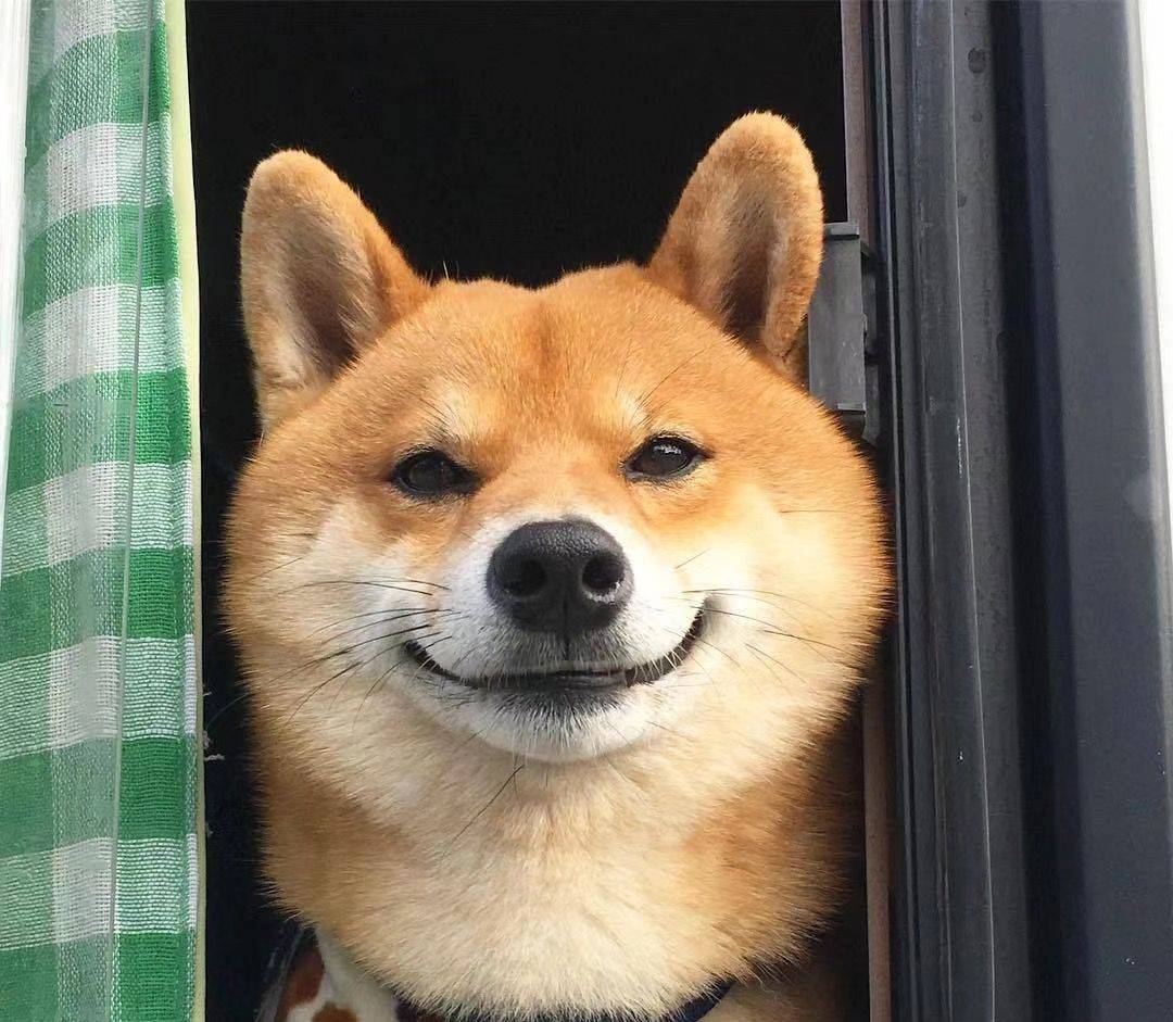 调皮饼干