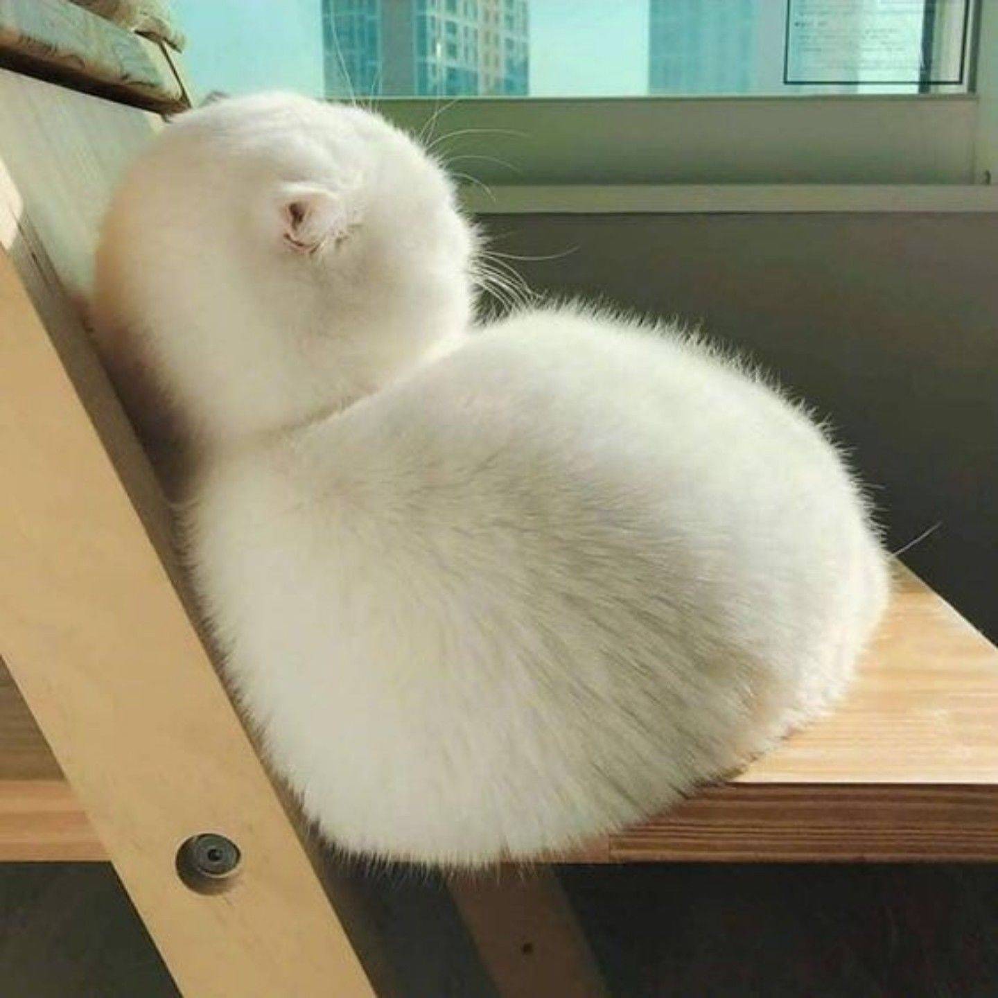 就吃
