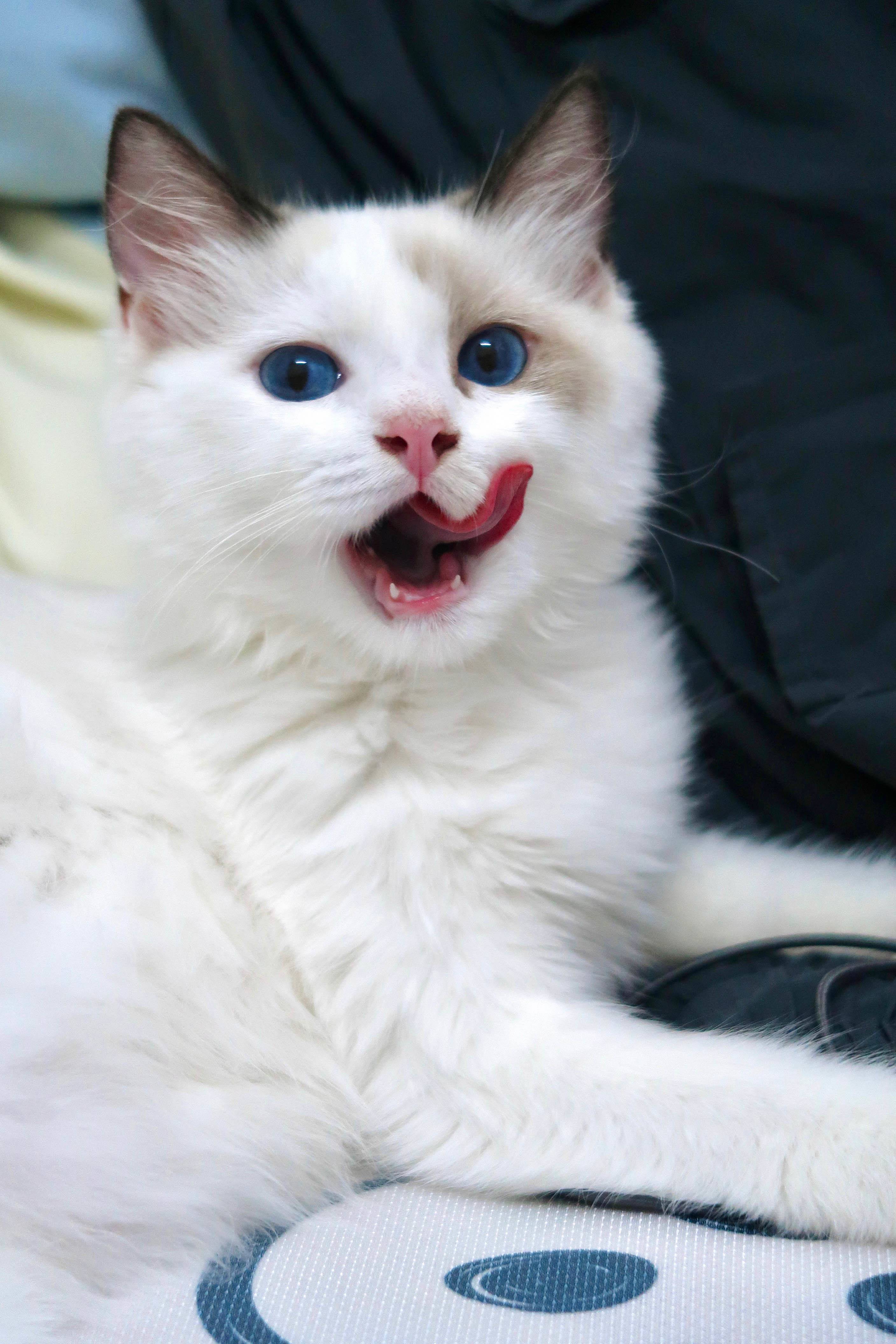 cat