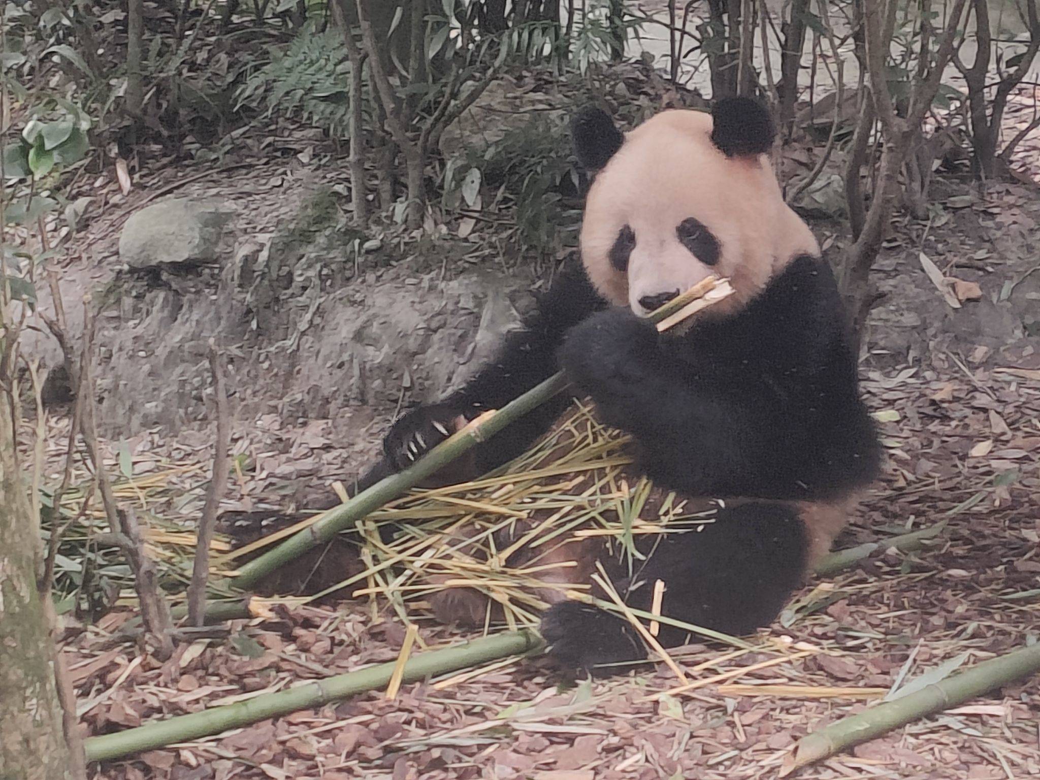 panda