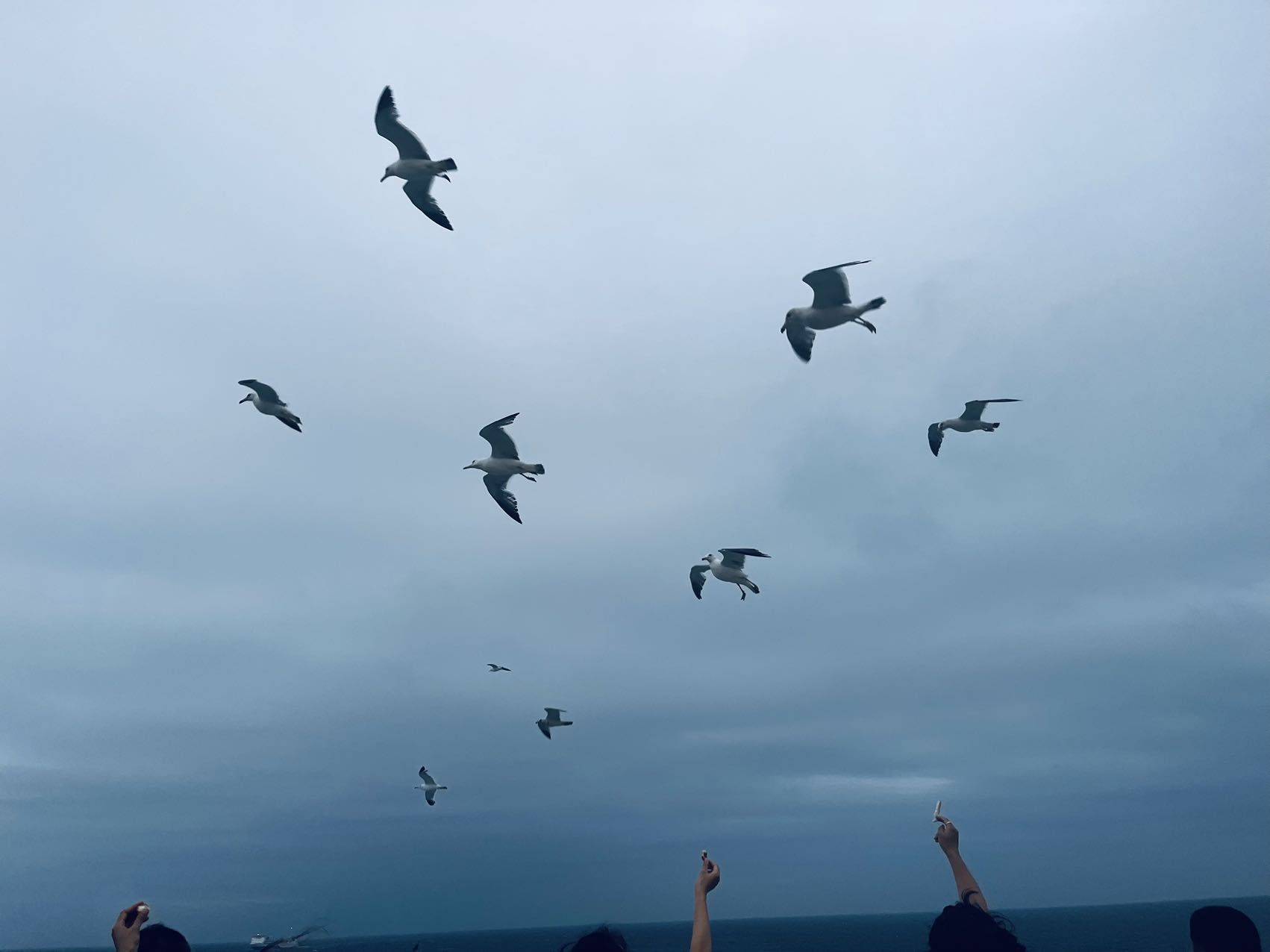 PONY（发愤图强版