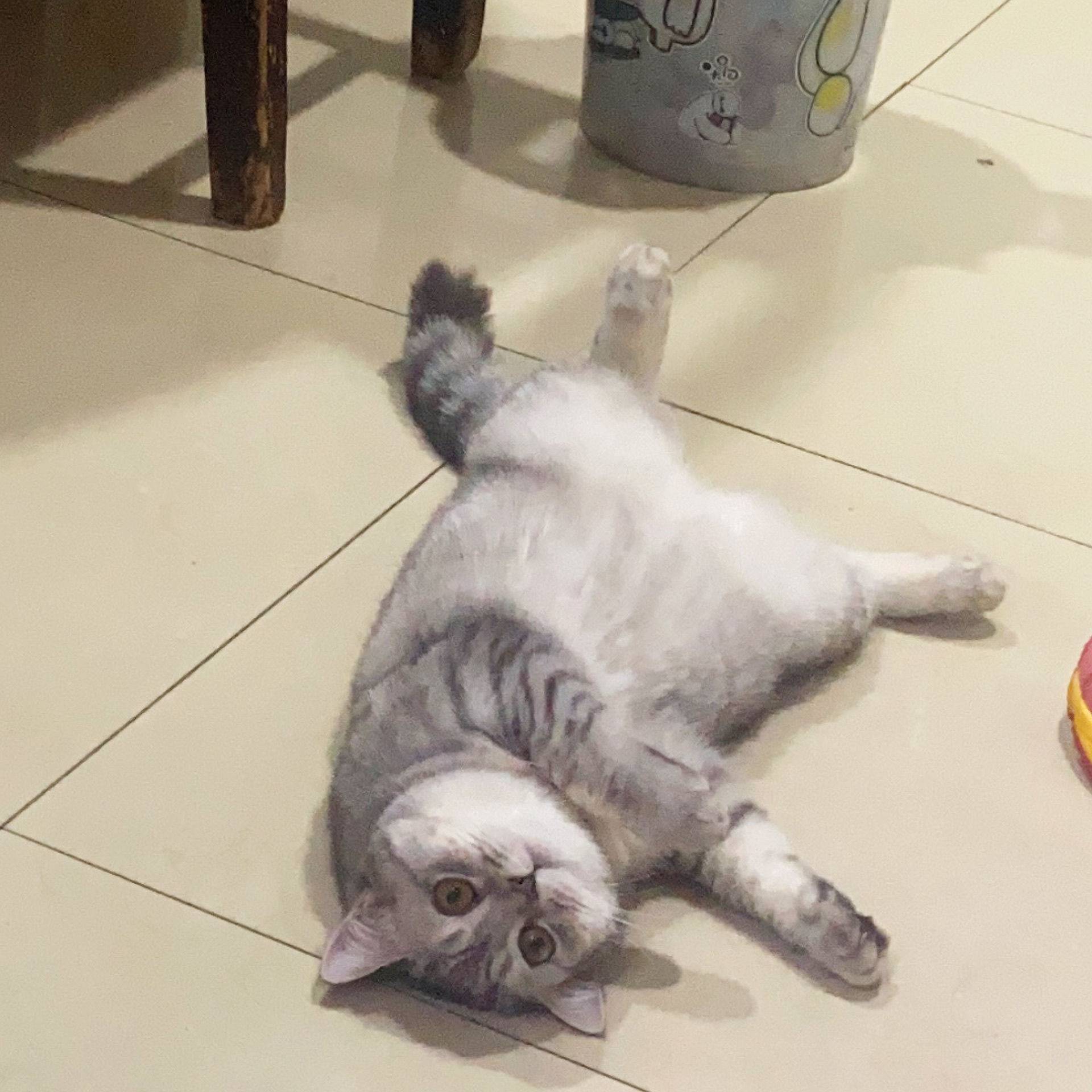 小白