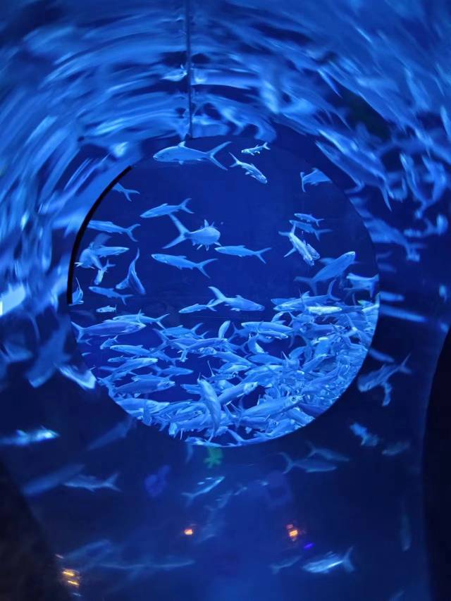 杨杨