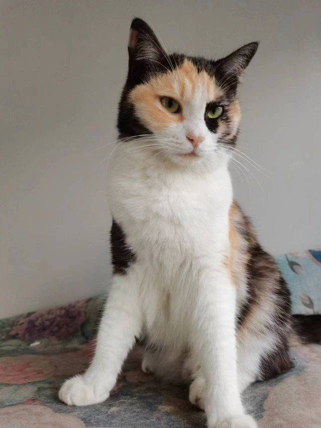 竹