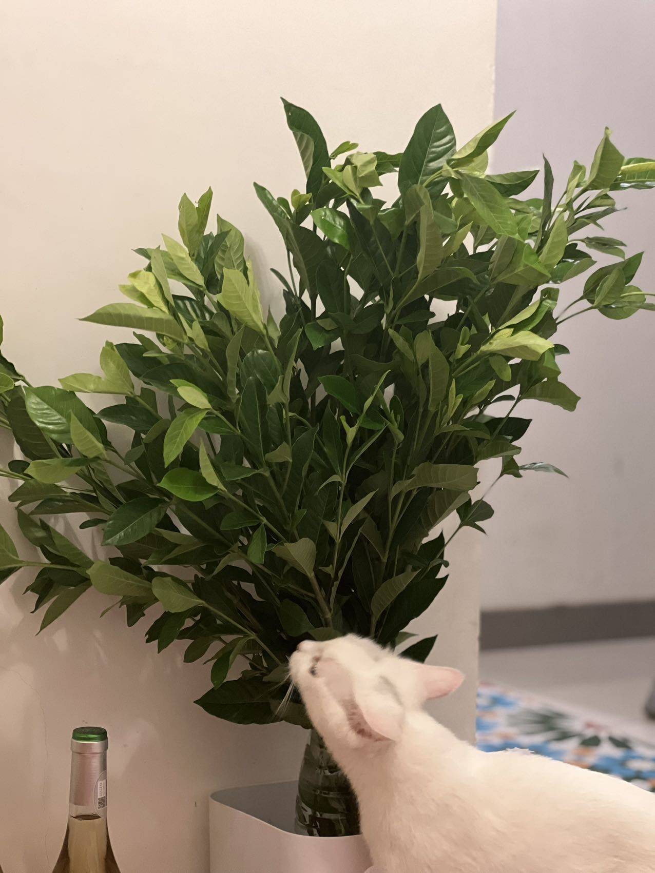 北京-朝阳-温馨小窝,干净治愈,不限性别