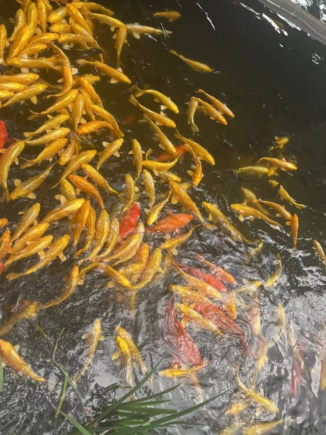 消失的他