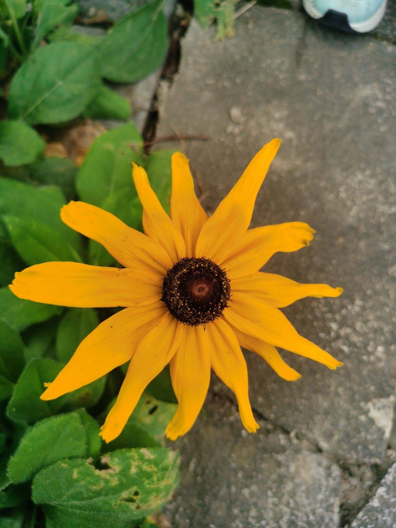 黄花菜