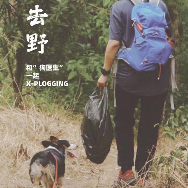 绿萝
