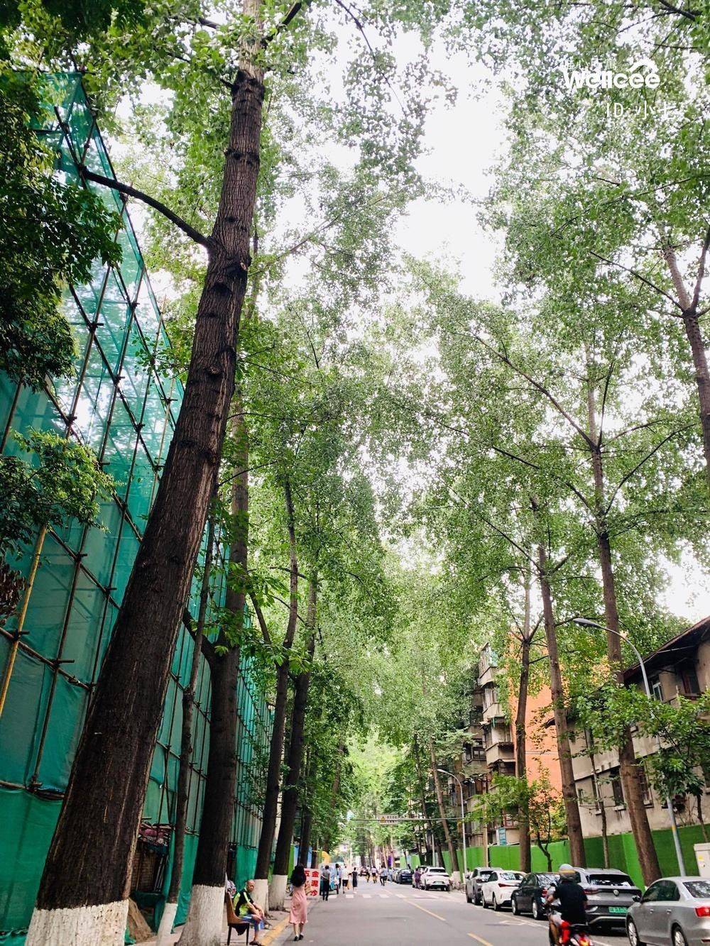 小七