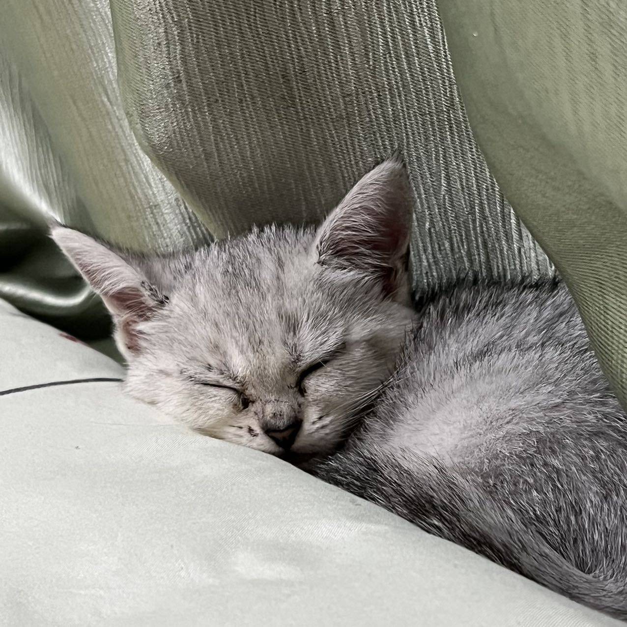 闰土追的那只猹