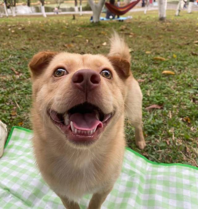梅子酱