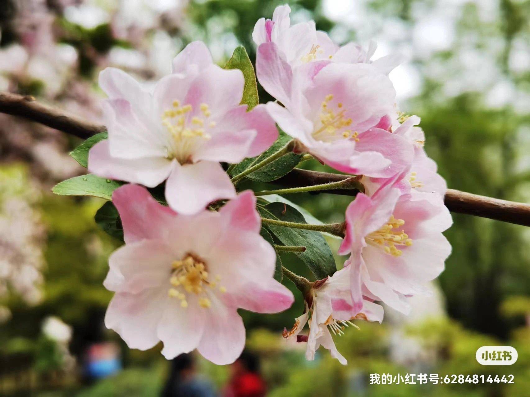李女士