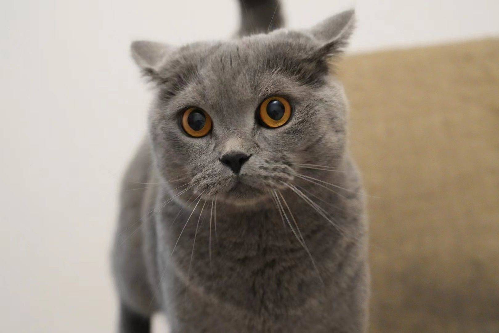 李