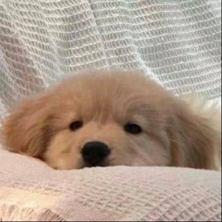 风吟