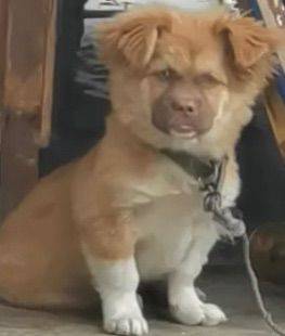 明明在努力还贷