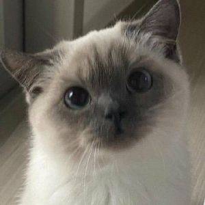 lulu