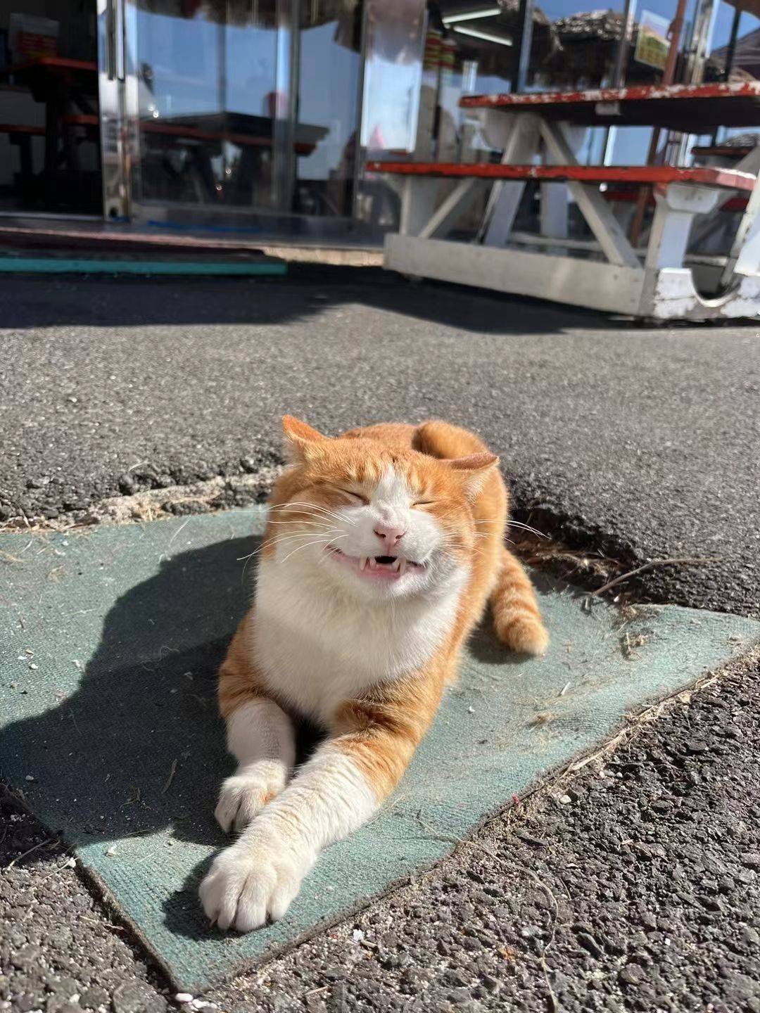 张开心