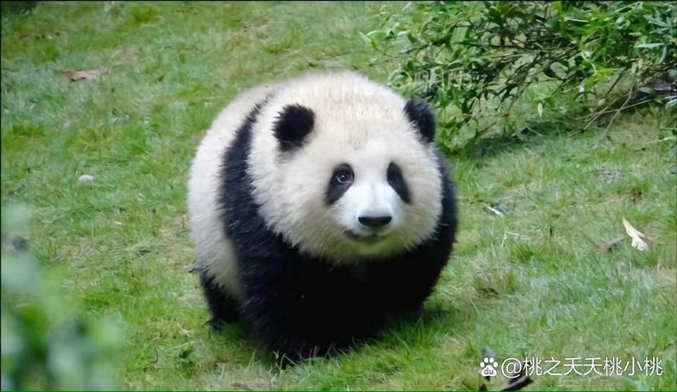 天赐鸿福