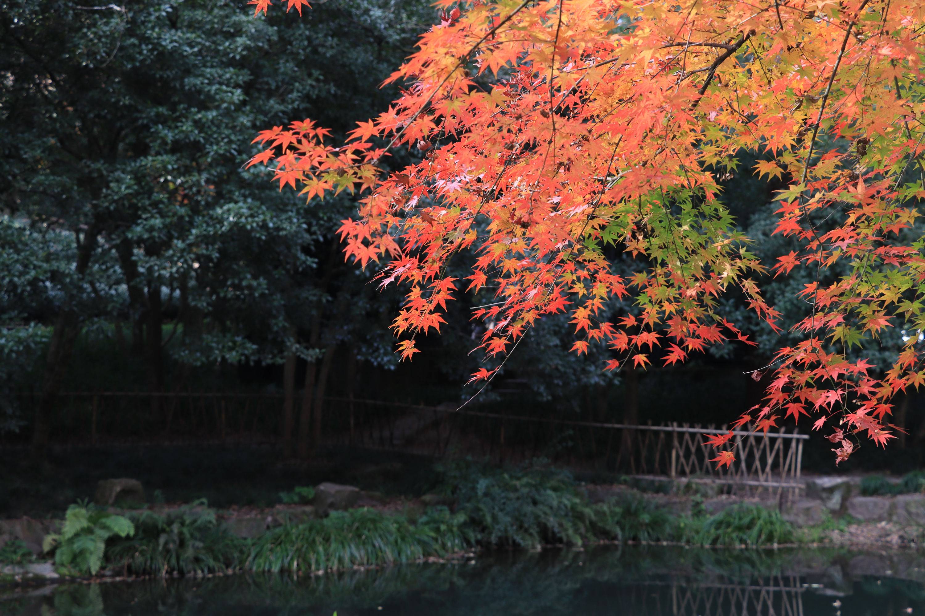 花花