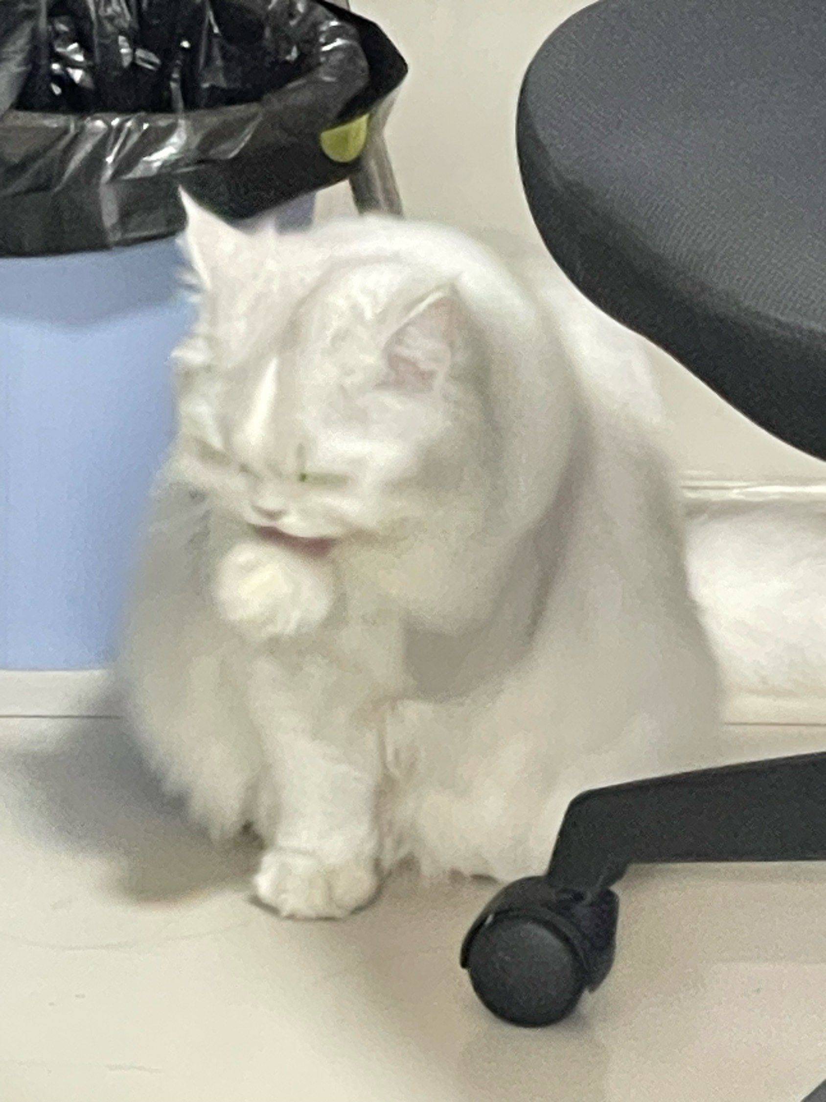 yangzeyu