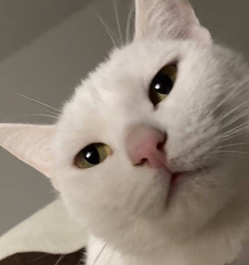 牛奶爱吃小罐头