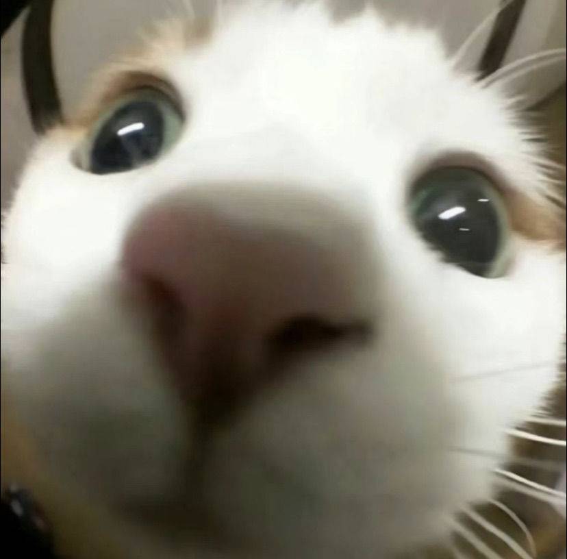 梅狸猫