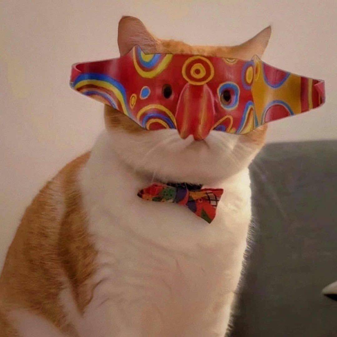 收不了手的橙猫猫
