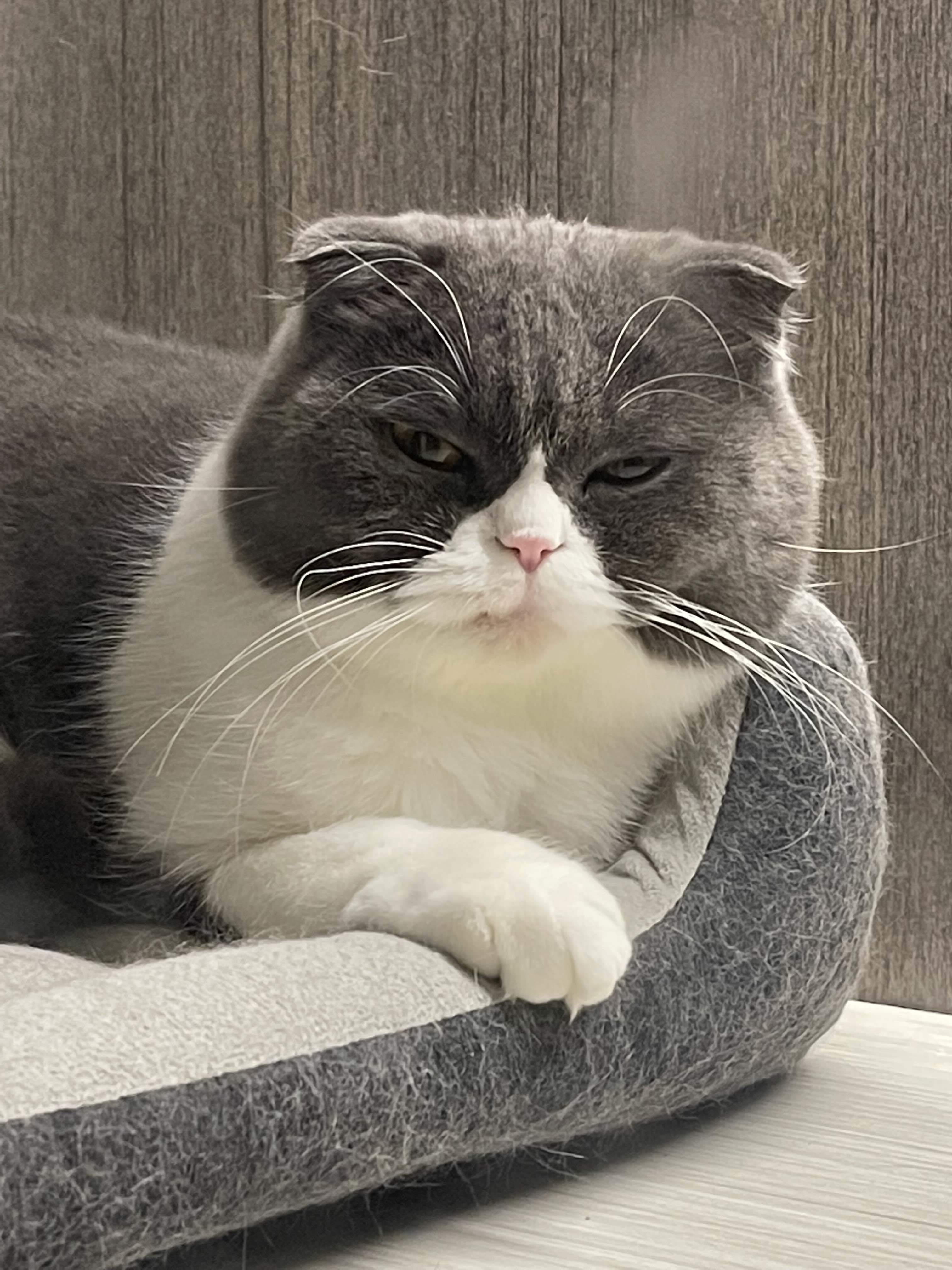猫哥