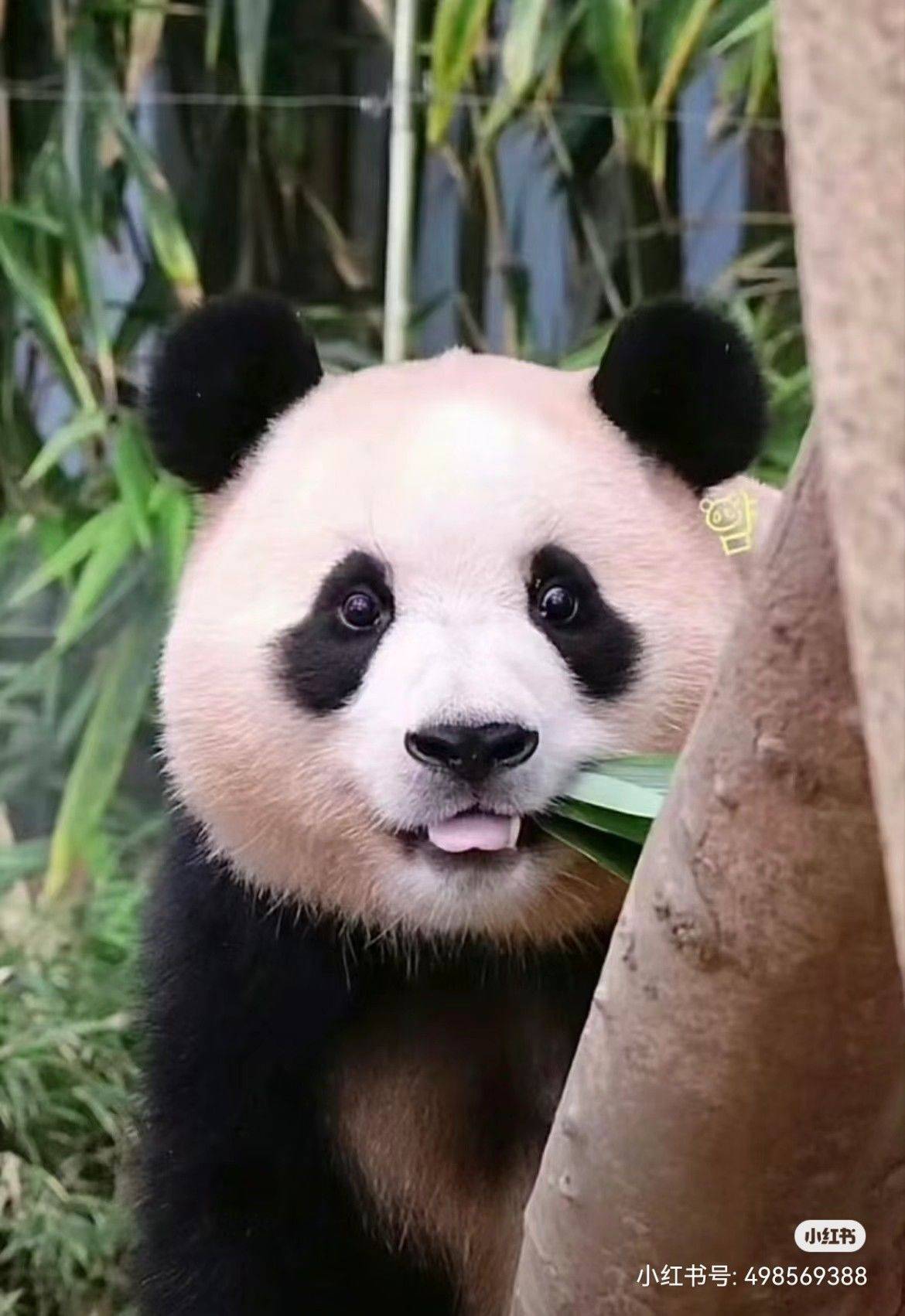 丁当嘛嘛