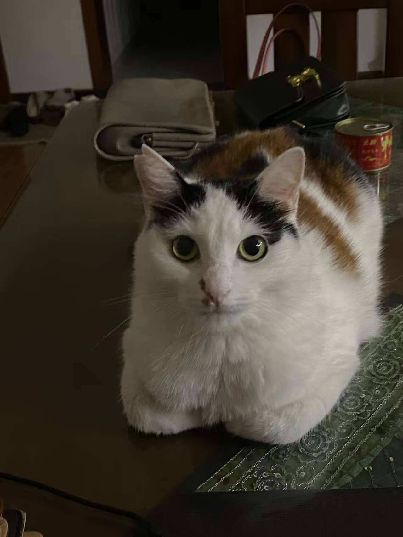 姫狐