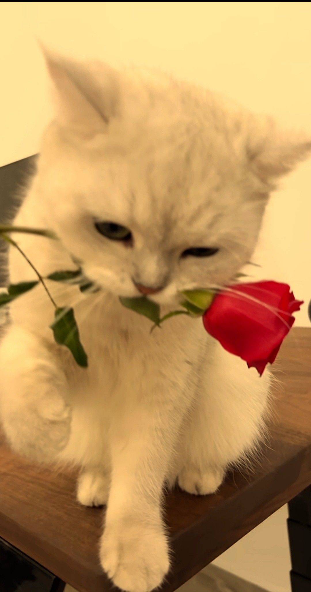 周