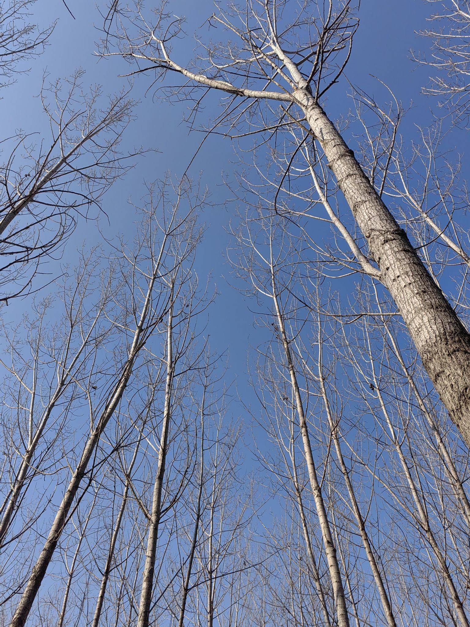 做光做盐