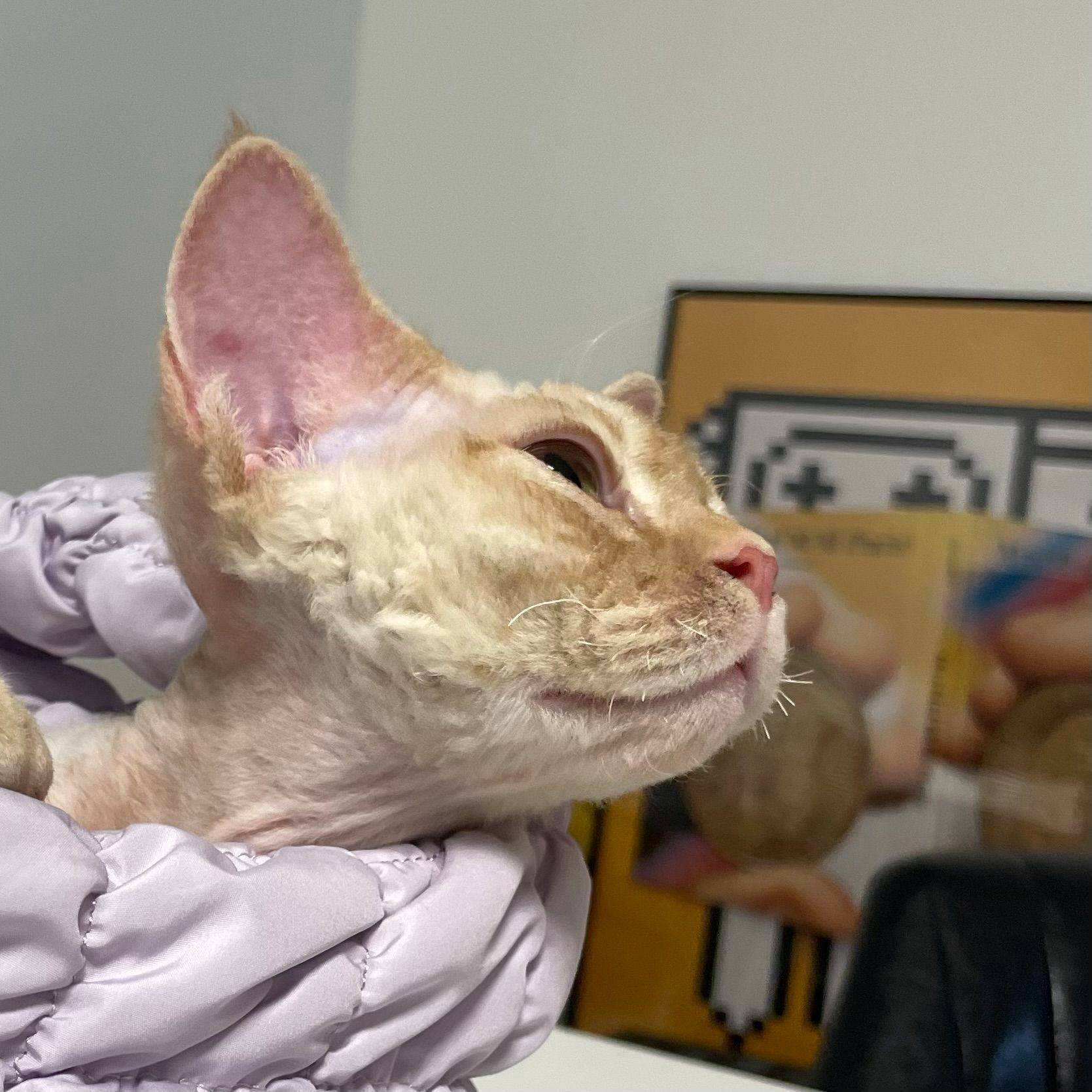 CY